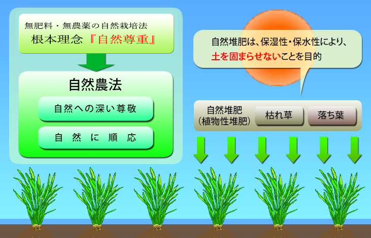 図解：自然農法と自然堆肥との関係について